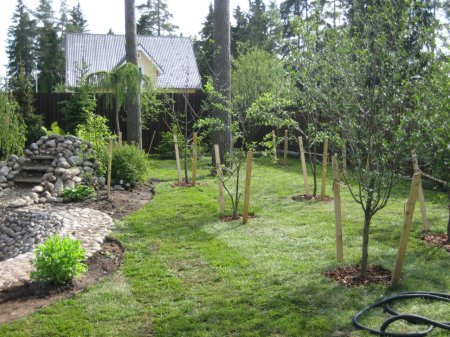 Сад и огород: как вырастить сад с нуля